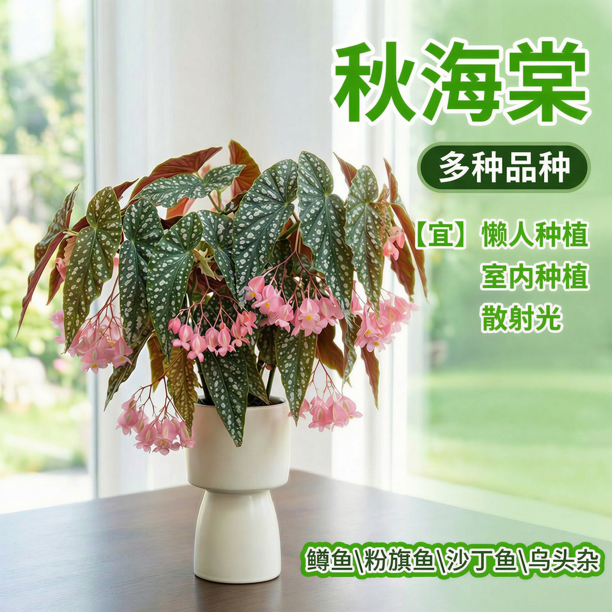 鳟鱼秋海棠室内绿植盆栽耐阴好养活办公桌面盆栽乌头杂天蝎座热植图片