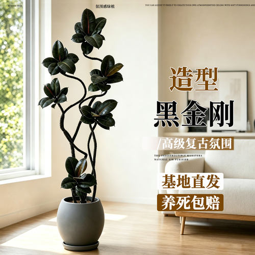 黑金刚橡皮树客厅高级感绿植盆栽办公室落地大型植物四季常青好养