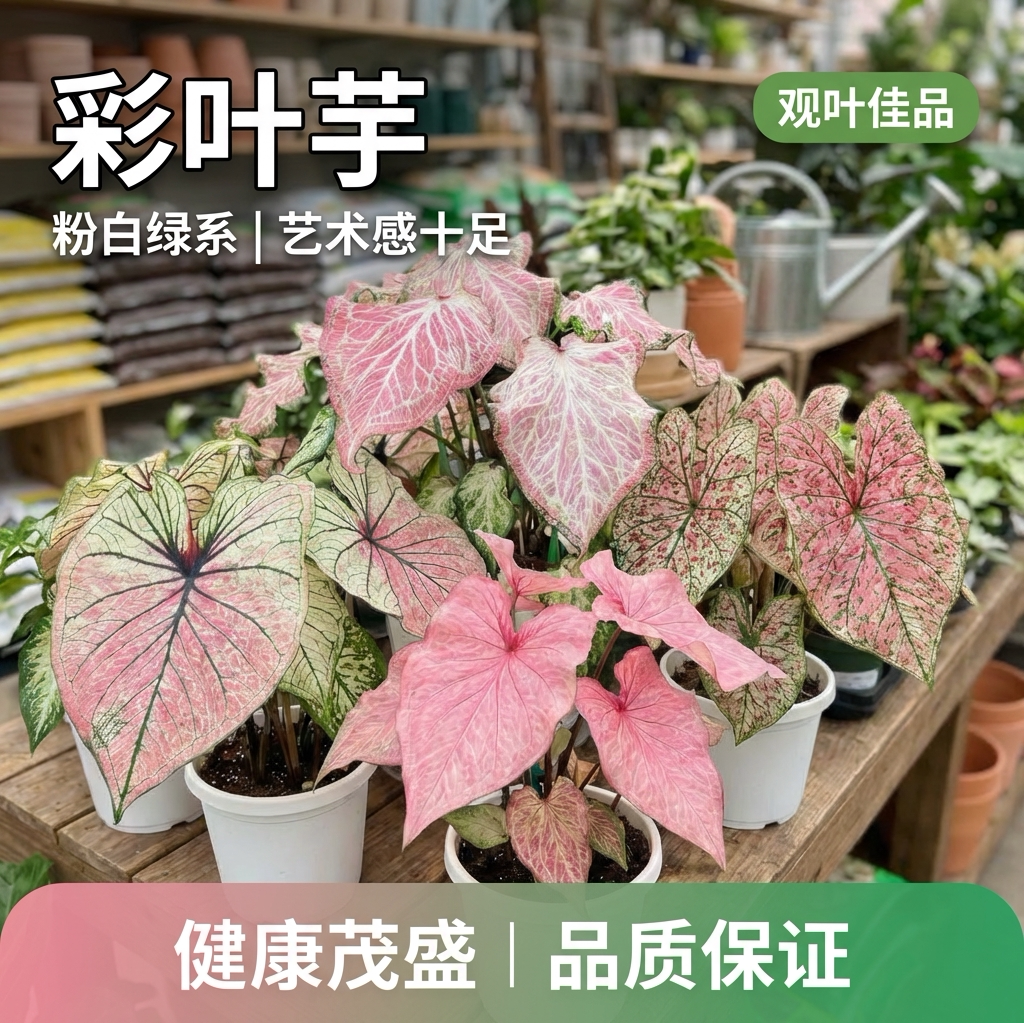 彩叶芋盆栽室内桌面花叶绿植净化空气观叶植物ins风五彩热植好养图片