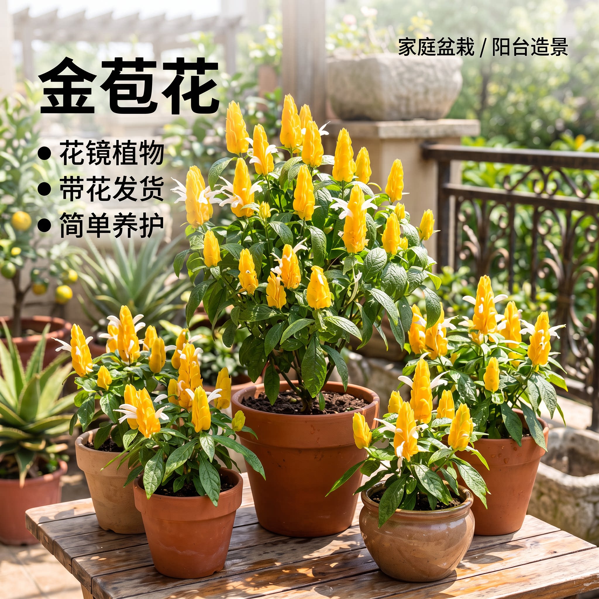 金苞花盆栽带花苞室内阳台四季好养活开花黄金宝塔花庭院花镜植物