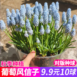 葡萄风信子种球花卉盆栽阳台绿植秋季种植多年生种球盆栽花卉种子