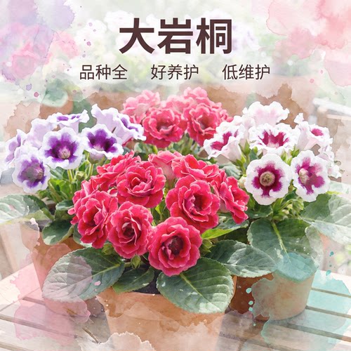重瓣大岩桐盆栽富贵芙蓉花阳台客厅办公室绿植开花好养易活苦苣苔