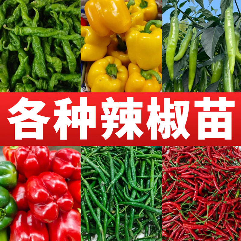 春播各种辣椒苗螺丝椒五彩椒线椒美人椒杭椒苗种籽朝天椒蔬菜苗
