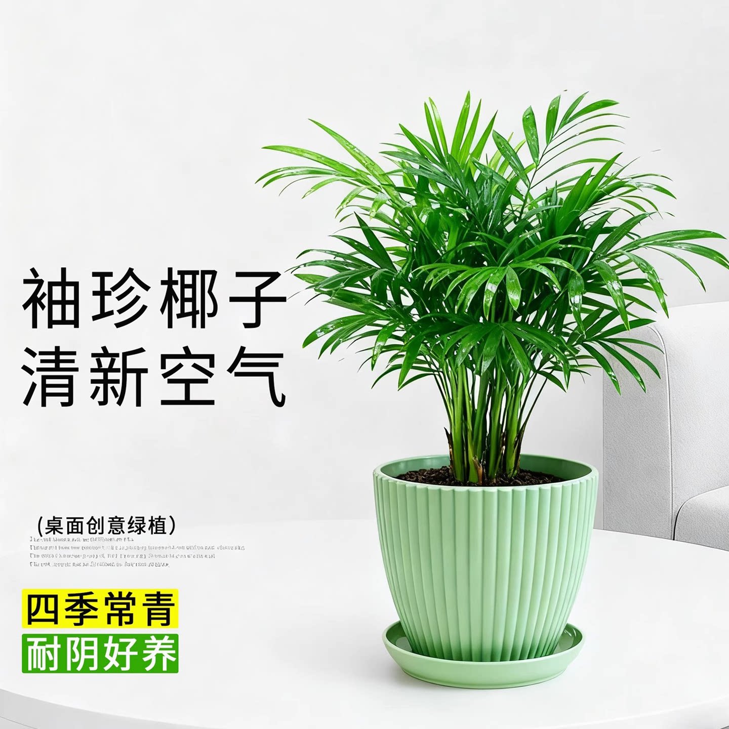 袖珍椰子盆栽富贵椰子树绿植客厅办公室桌面盆栽懒人植物四季常青图片
