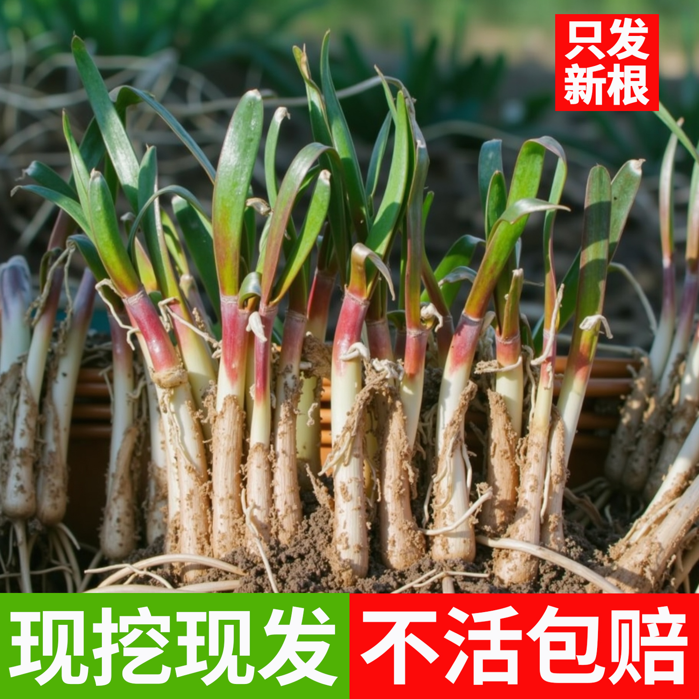 新韭菜根苗现挖现发宽叶紫根韭菜