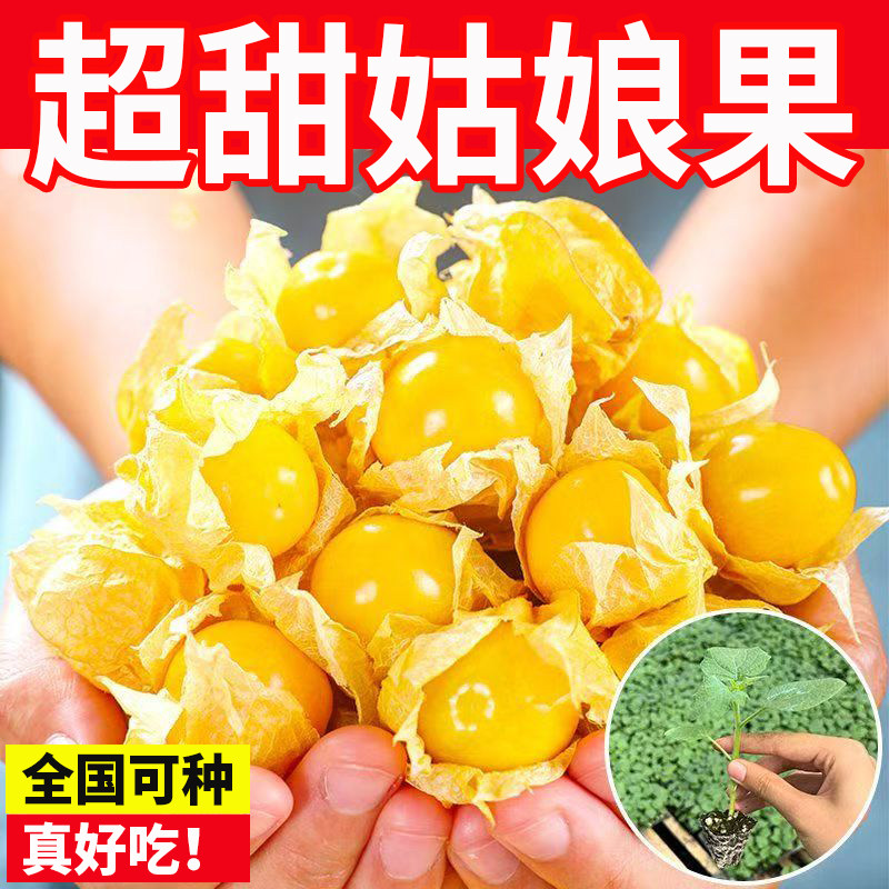 大果超甜金姑娘苗秧东北菇娘果种苗阳台盆栽四季易中高产灯笼果