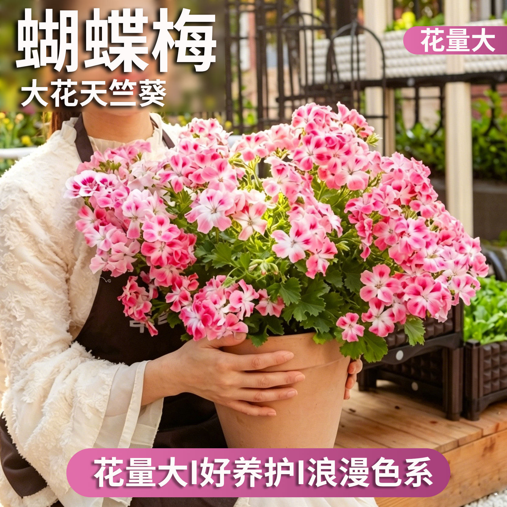 大花蝴蝶梅天竺葵花苗盆栽带花苞室内阳台四季好养活开花植物耐寒