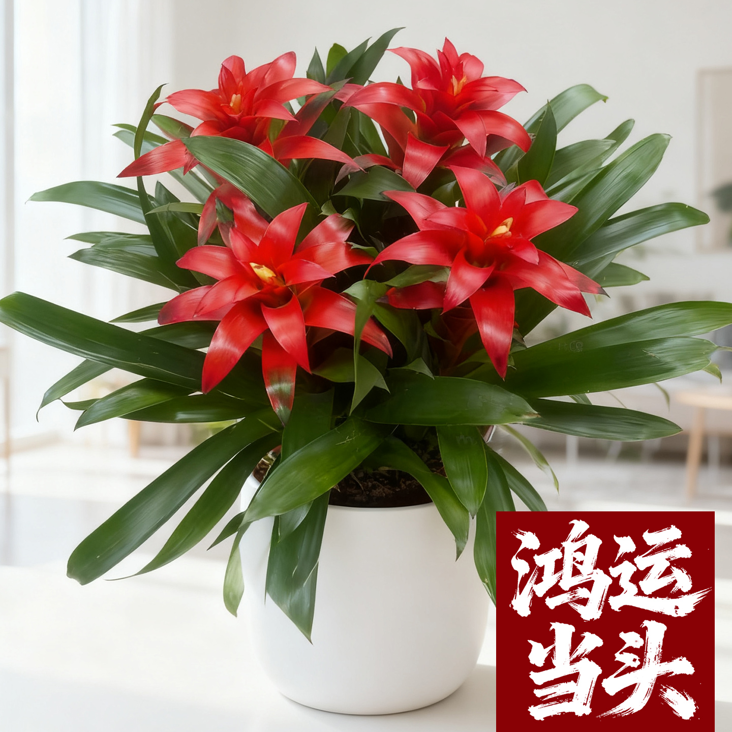 鸿运当头盆栽带花小红星室内客厅高端花卉四季好养活红掌凤梨绿植