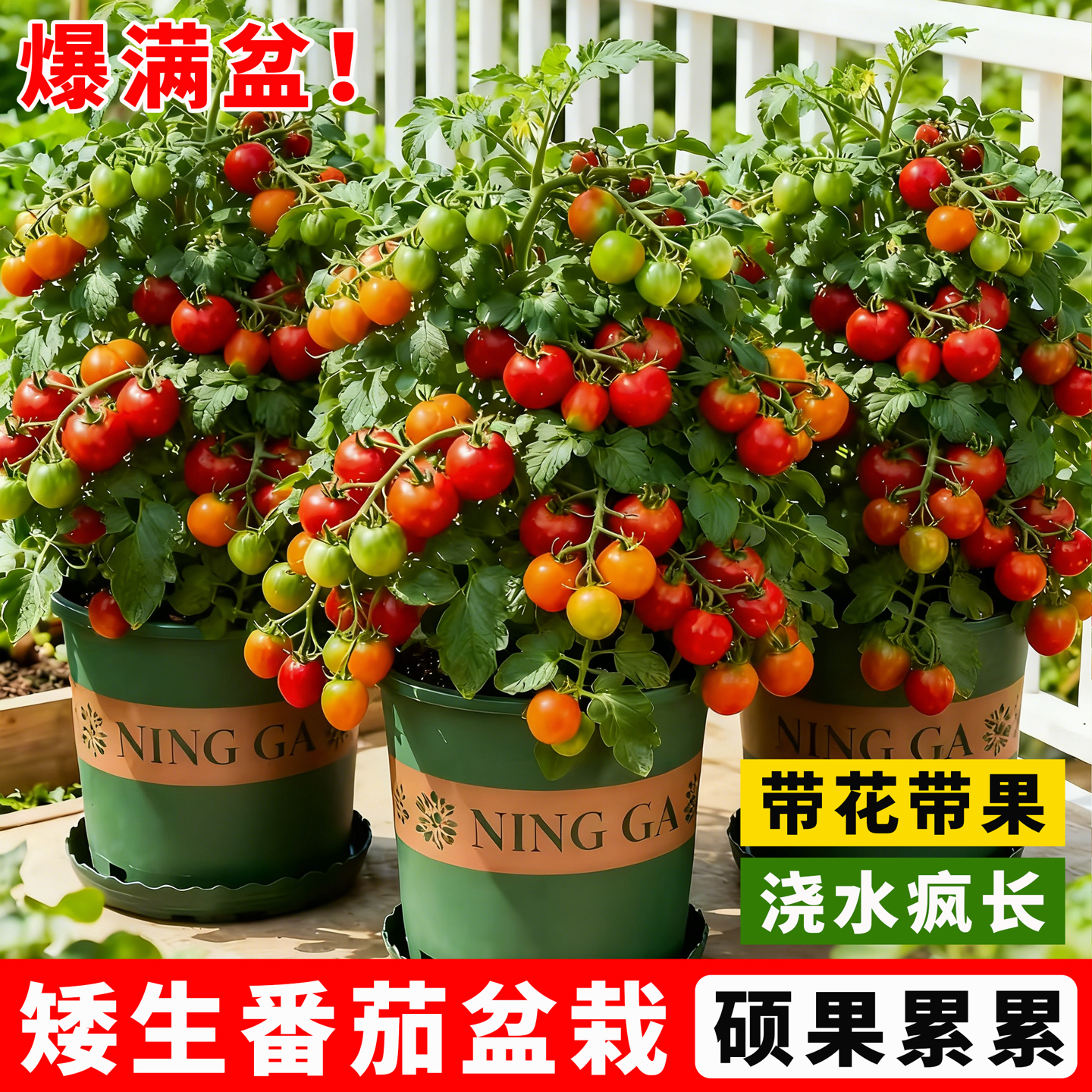 矮生番茄盆栽阳台四季小番茄苗圣女红果西红柿秧苗带花樱桃番茄苗