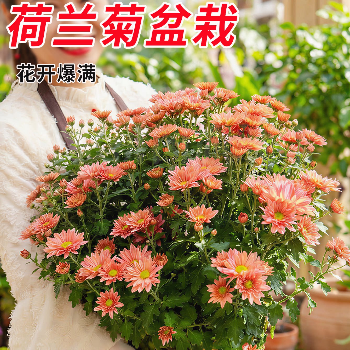 四季荷兰菊盆栽带花苞庭院阳台室内爆花植物菊花大苗小雏菊耐寒热
