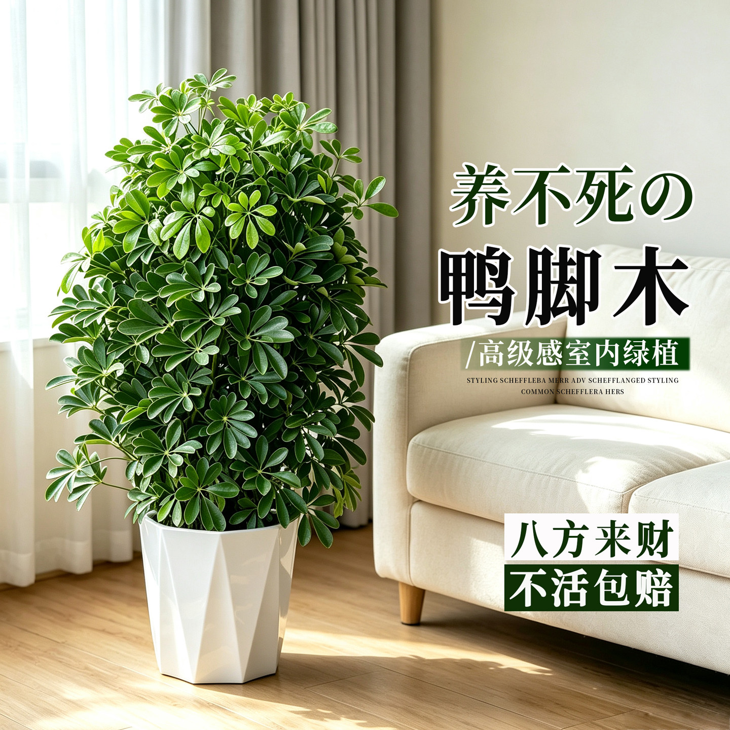 鸭脚木客厅大型绿植盆栽八方来财鸭掌木七叶莲好养招财发财树植物图片