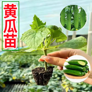 黄瓜苗秧苗四季盆栽蔬菜苗旱黄瓜苗子满地爬黄瓜无刺水果黄瓜秧苗