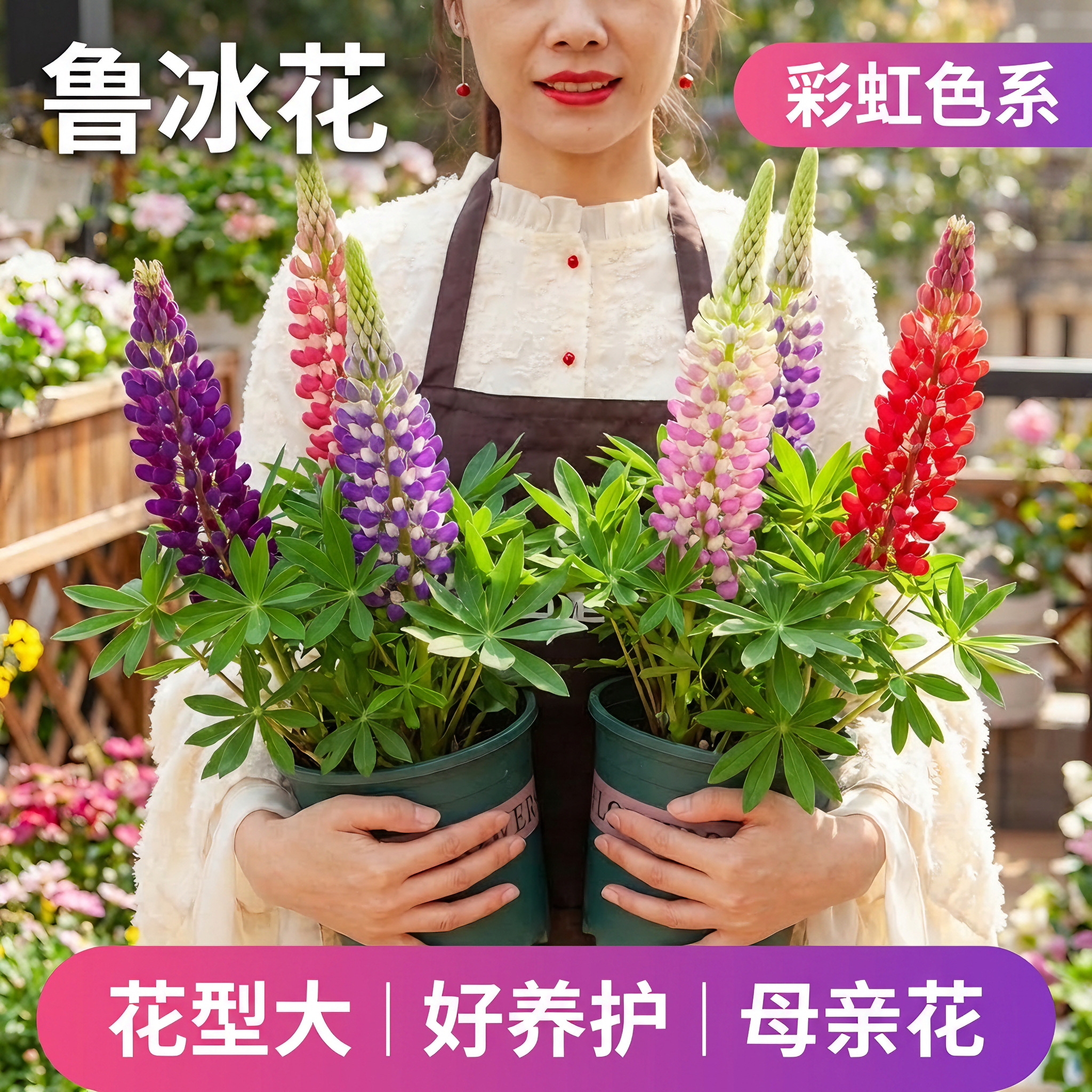 鲁冰花盆栽阳台庭院羽扇豆花苗四季好养开花植物庭院地栽花镜植物