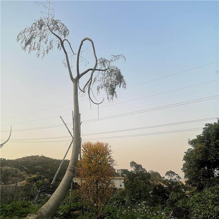 象腿木别墅沙漠景观高大挺拔实生象腿树庭院景观设计工程植物