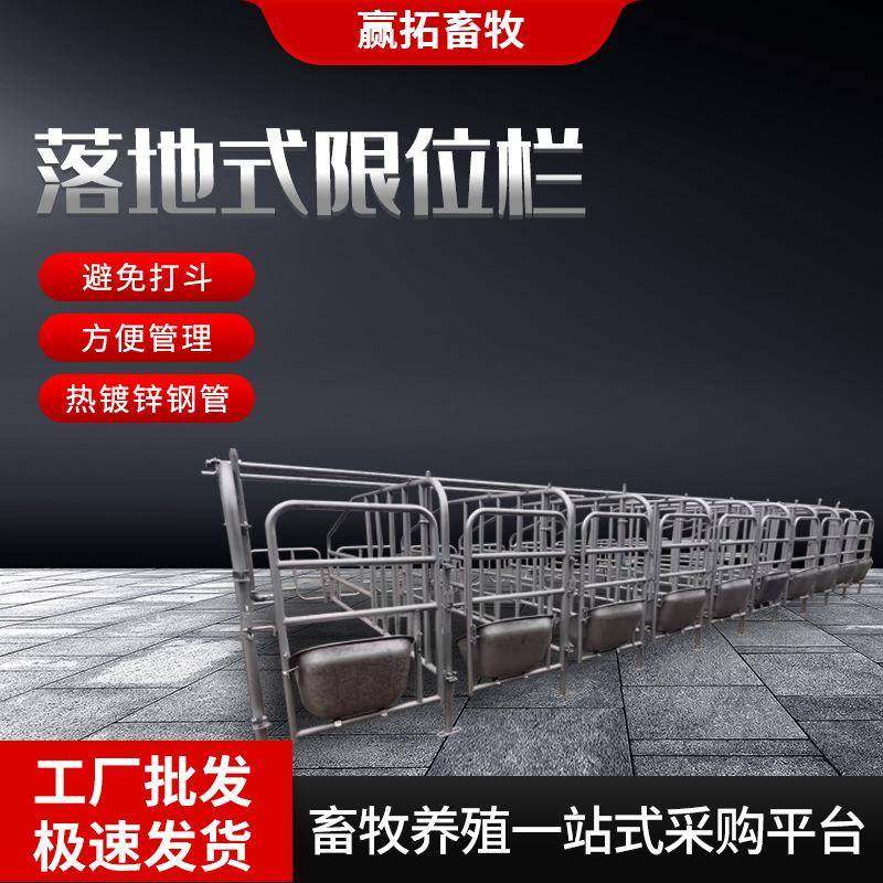 现货落地式限位栏母猪定位栏畜牧养殖热镀锌钢管落地式定位栏