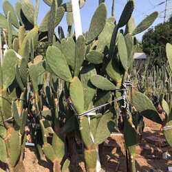 树状米邦塔仙人掌墨西哥仙人掌景观展览设计观赏沙漠仙人掌盆栽