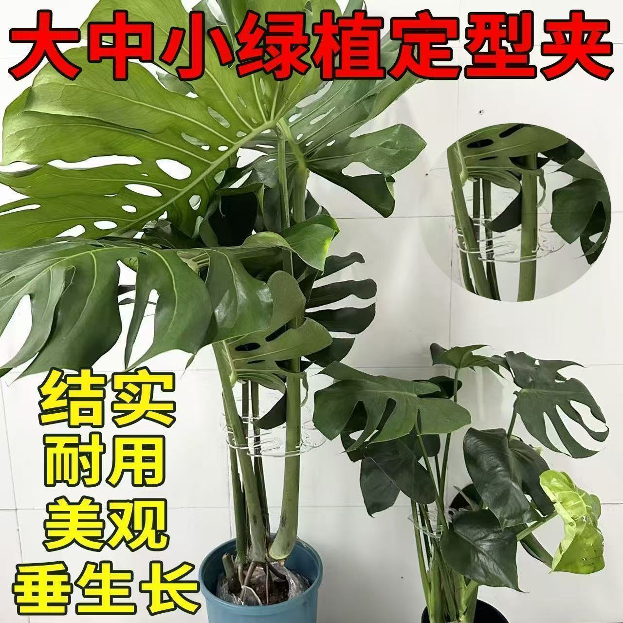龟背竹支撑杆防倒伏植物支架