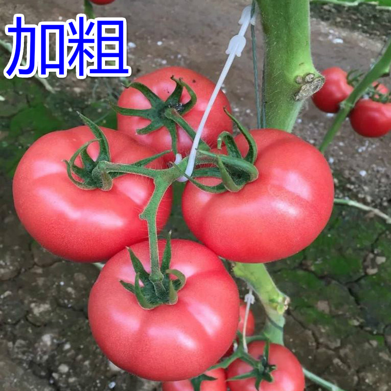 大棚蔬菜西红柿挂钩番茄吊钩果穗钩塑料吊穗钩挂果钩吊蔓托穗钩子
