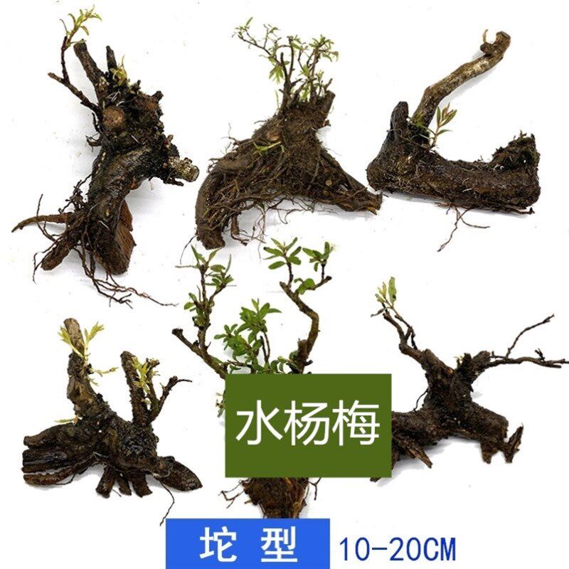 水培水杨梅鱼缸造景老桩水族水杨梅水草阴性植物水上叶野采树桩