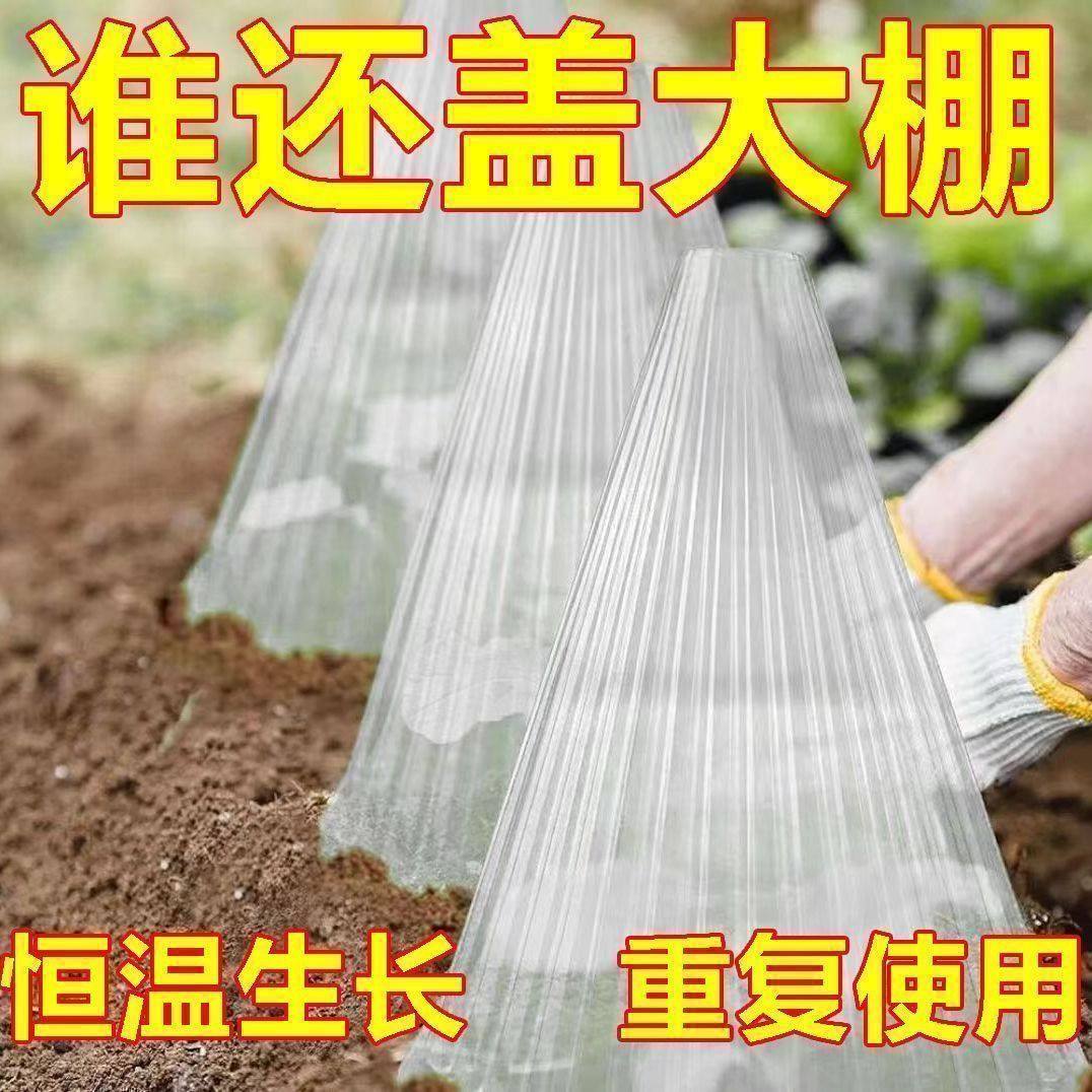 加厚可重复用育苗防霜防鸟钟罩