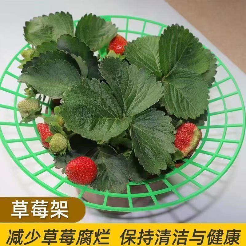 立体草莓倒伏防烂支架