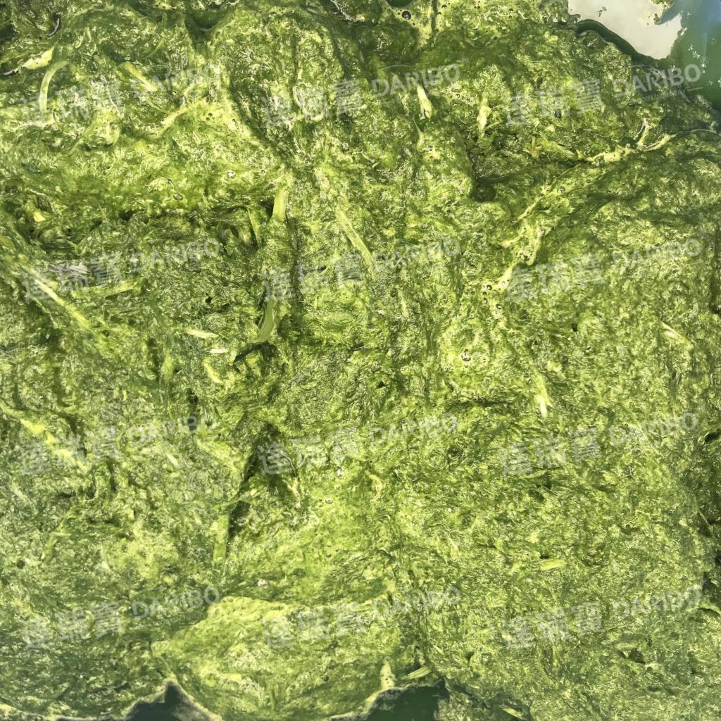 A新鲜麦苗新鲜树叶粉碎磨浆机叶菜蔬菜粉碎研磨设备工厂直销
