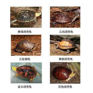 黄缘半水龟专用粮安缘台缘安布闭壳龟幼龟粮补钙发色饲料盒龟食物