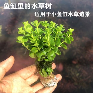 绿茵小树鱼缸造景装饰水草植物淡水定植水草懒人生态缸造景