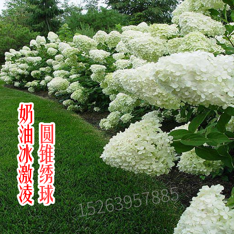 圆锥木绣球树苗盆栽耐寒绣球花苗