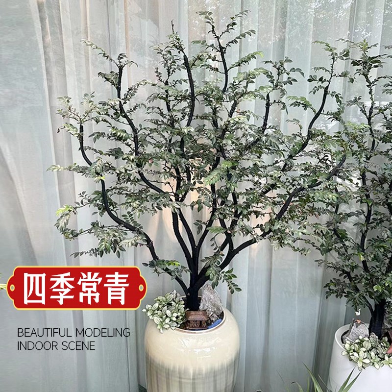 小叶紫檀盆景树苗黑骨茶老桩室内盆栽办公室禅意造型绿植四季常青