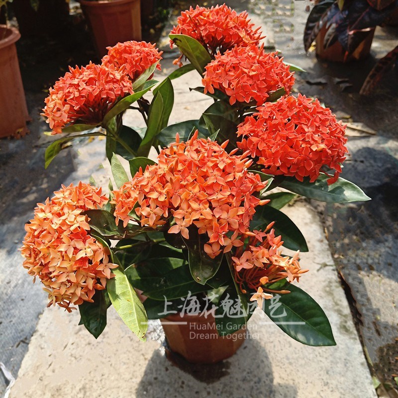 龙船花盆栽耐热室外庭院花园阳台四季开花植物绣球花卉绿植苗好养