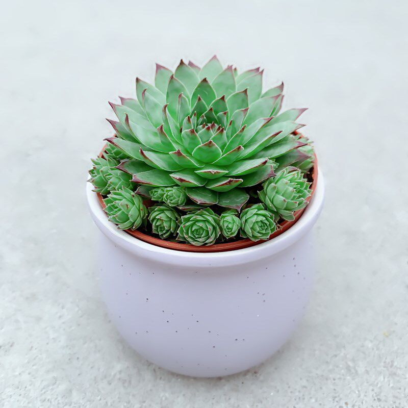 子孙满堂多肉植物观音莲客厅花卉盆栽四季好养花草室内绿植