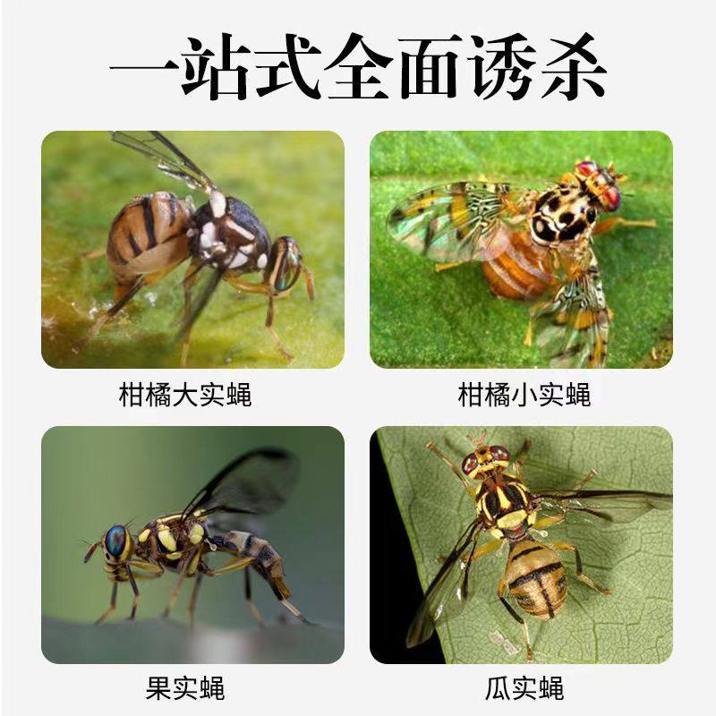 诱蝇球粘虫球大小果实蝇贴色引诱剂果树园丝瓜针蜂诱捕器含信息素