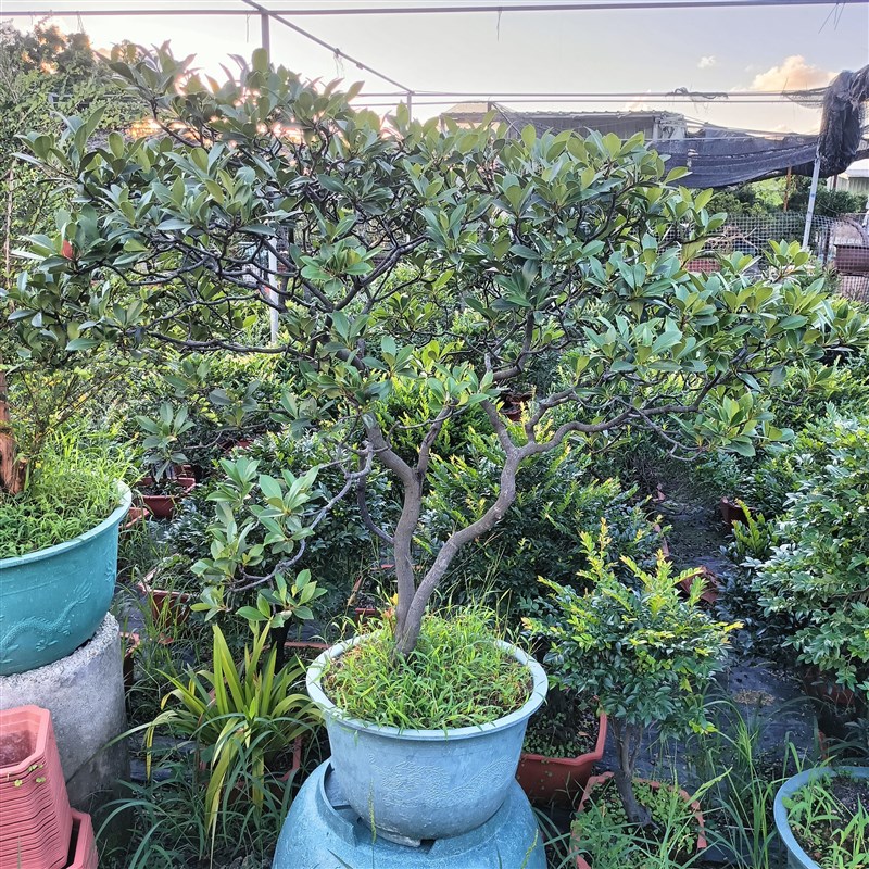 海岛春花石斑木盆栽南北方种植室内外花卉绿植盆景植物四季好养活