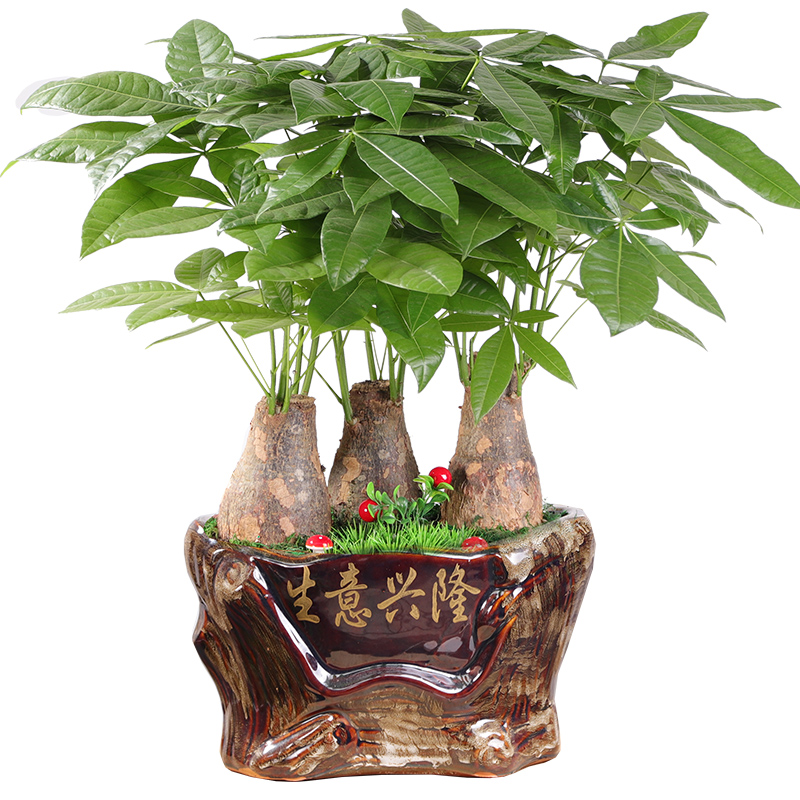 发财树盆栽大绿植物客厅办公室内小盆景 真花卉四季常青金钱树