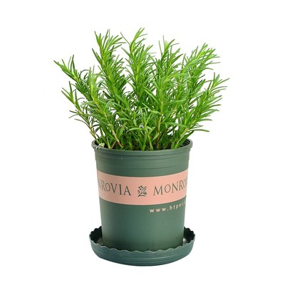 迷迭香盆栽大小苗香草植物薄荷室内驱蚊绿植花卉厨房百里香