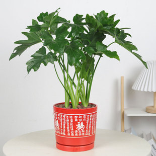 水培植物春羽绿植盆栽室内花卉水养水生好养龟背竹绿萝春羽植物