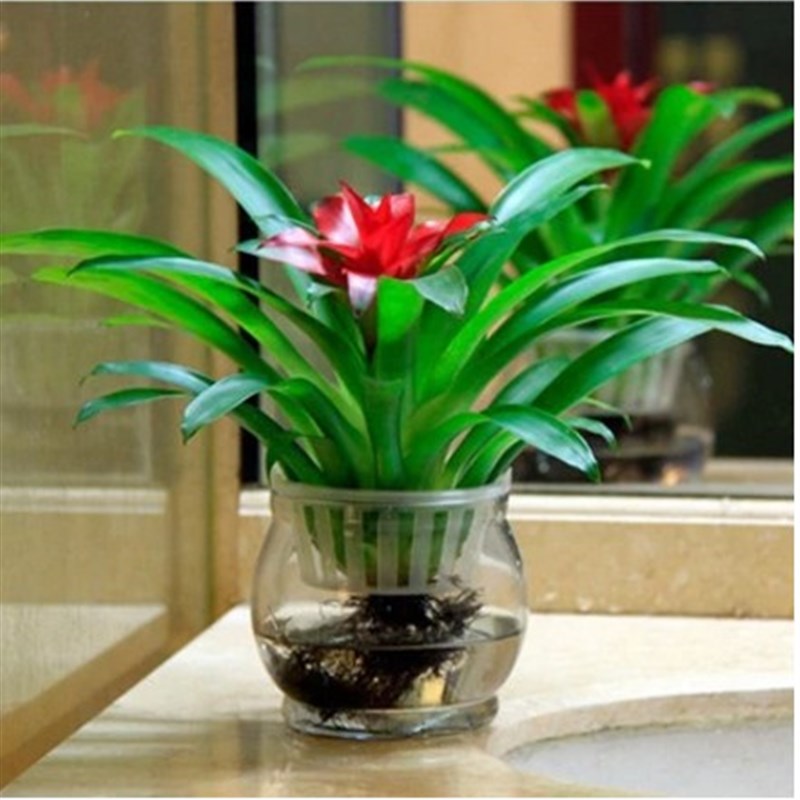 鸿运当头花卉植物 凤梨 红运当头盆栽 室内盆栽绿植 长红花卉