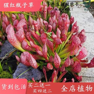 猩红瓶子草【食虫草包邮绿植花卉盆栽造景观阳台花园食虫植物】
