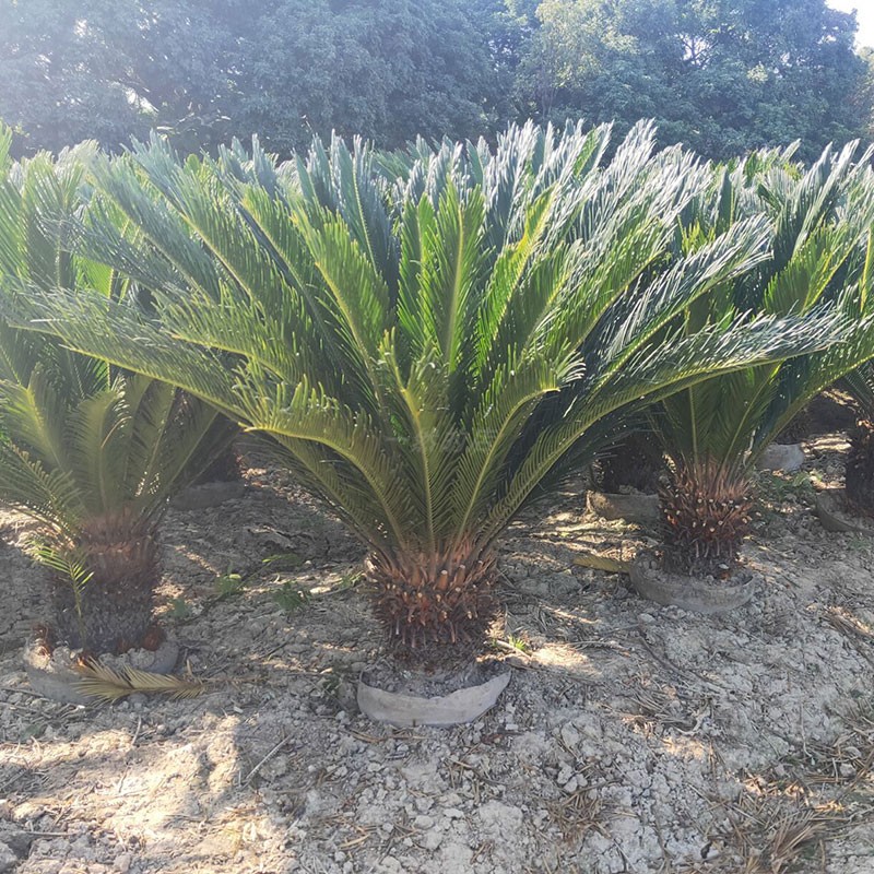 特大型铁树盆栽庭院大门口花园绿植耐旱耐寒南北常青观叶净化空气