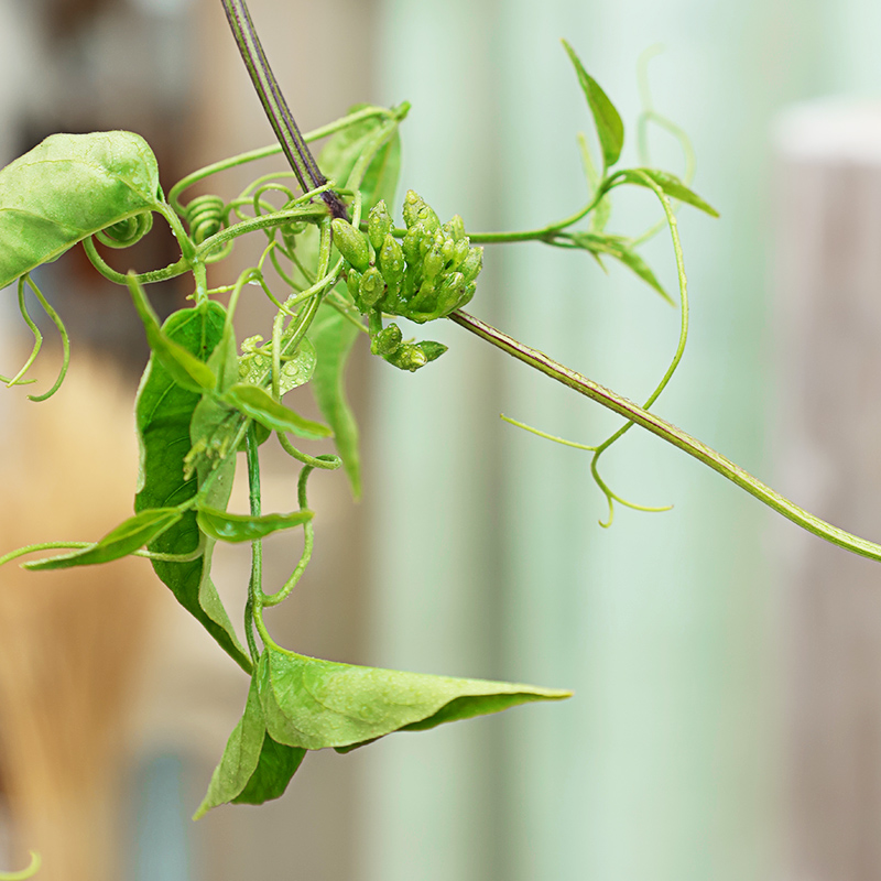 炮仗花爬藤植物鞭炮花苗四季开花凌霄花庭院围墙牵藤攀爬花卉易活