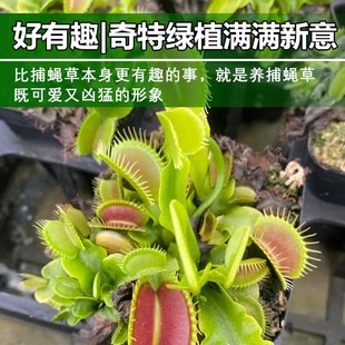 捕蝇草猪笼草食虫草食人花驱蚊草捕蚊草食蚊草超大捕虫草趣味盆栽