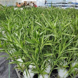 招财竹细叶富贵竹好养四季常青卧室客厅净化空气水培植物桌面绿植