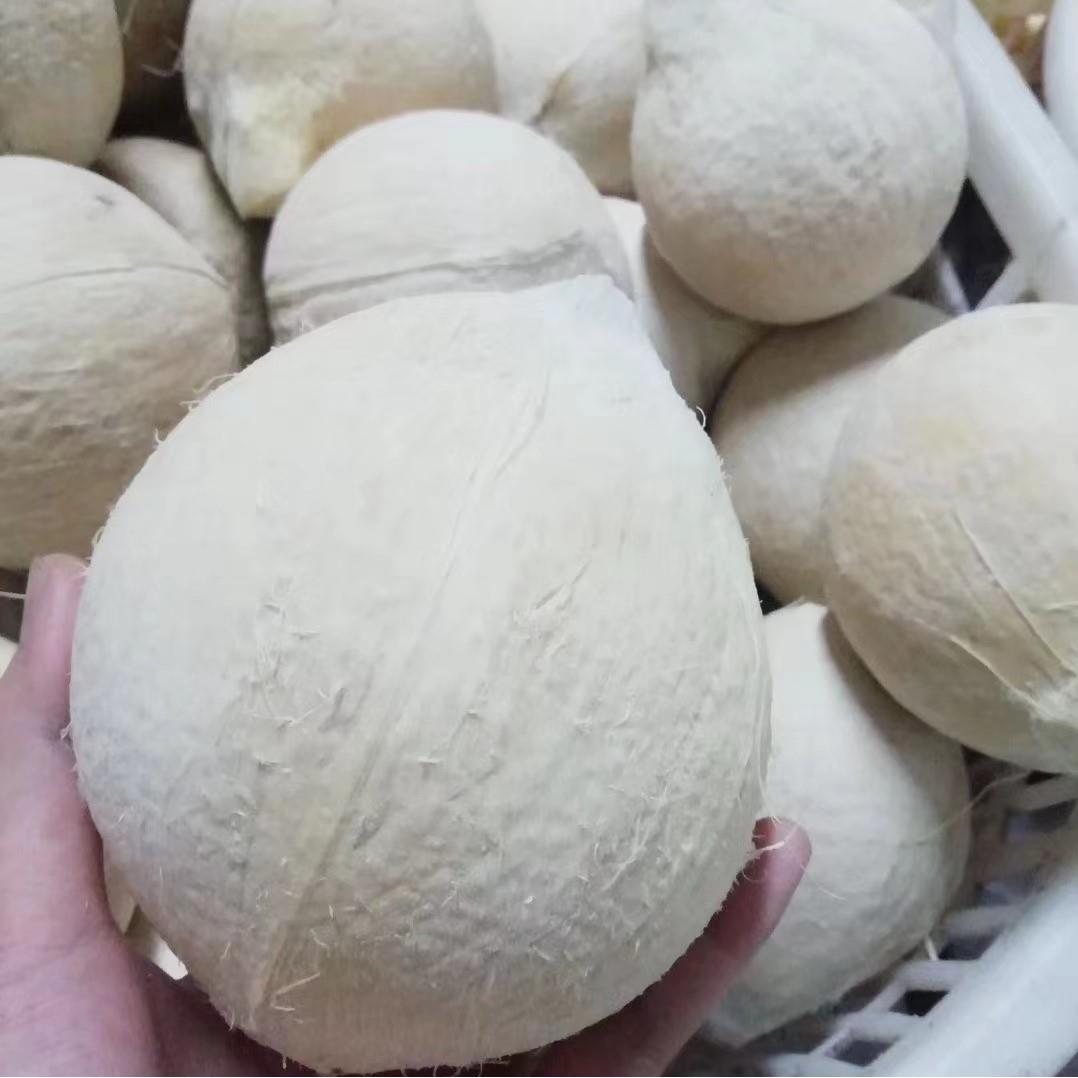海南牛奶椰皇新鲜当季水果椰青椰汁椰白老椰子肉椰奶冻包邮孕妇水