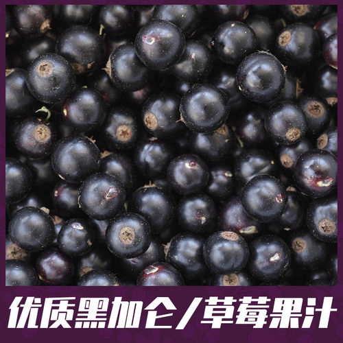 新日期原装进口Ribena利宾纳浓缩黑加仑子汁1000ml草莓果汁冲饮浓
