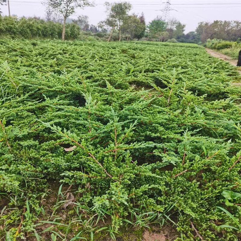 红花月季花苗四季开花植物