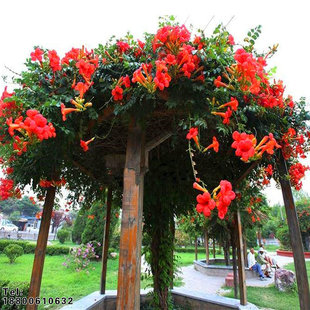 凌霄花苗爬藤植物四季开花耐寒耐热爬藤花苗阳台庭院花植物凌霄苗