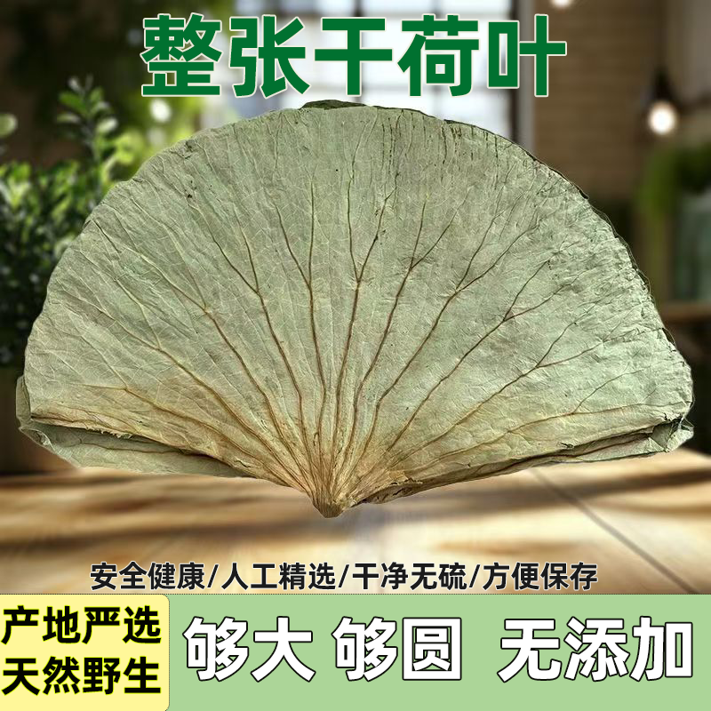 微山湖荷叶商用圆形整张糯米鸡荷叶饭木桶饭专用荷叶鸡自然凉晒