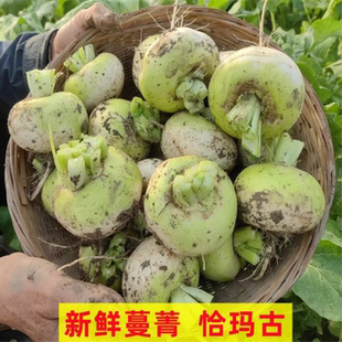 蔓菁新鲜现挖河南欧头白新疆恰玛古盘菜芜菁非芥菜疙瘩包邮