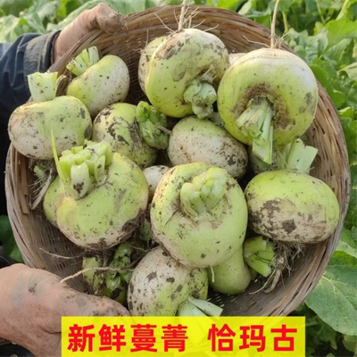 蔓菁新鲜现挖河南欧头白新疆恰玛古盘菜芜菁非芥菜疙瘩包邮
